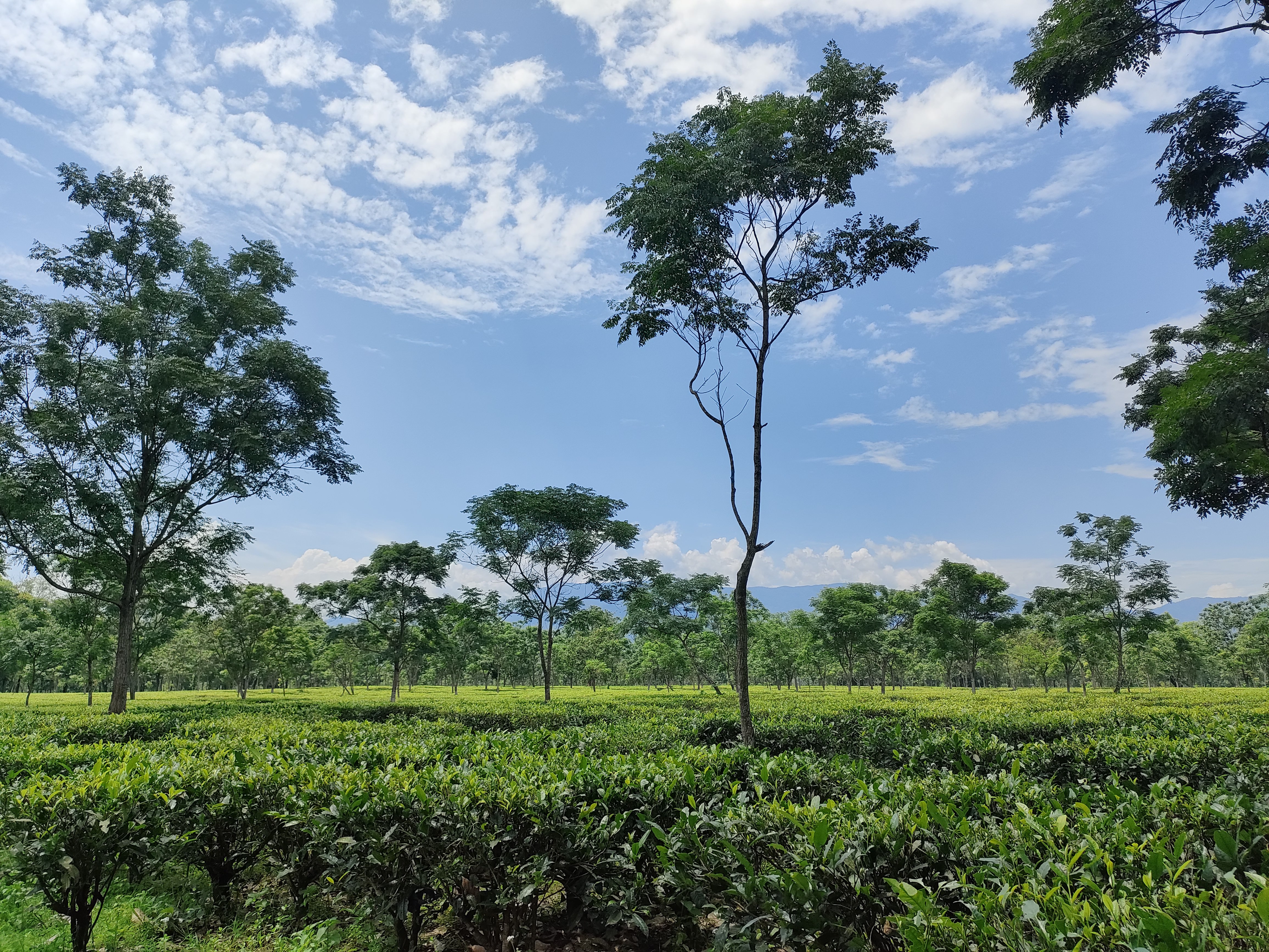 Frame #04 — Rural Horizons